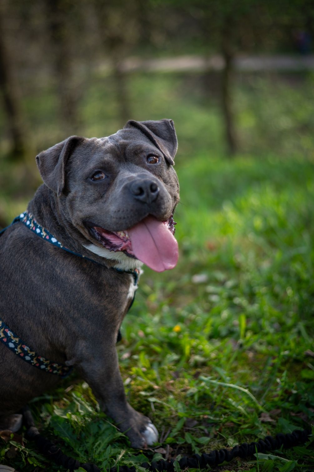 Śliniak pies American Bully