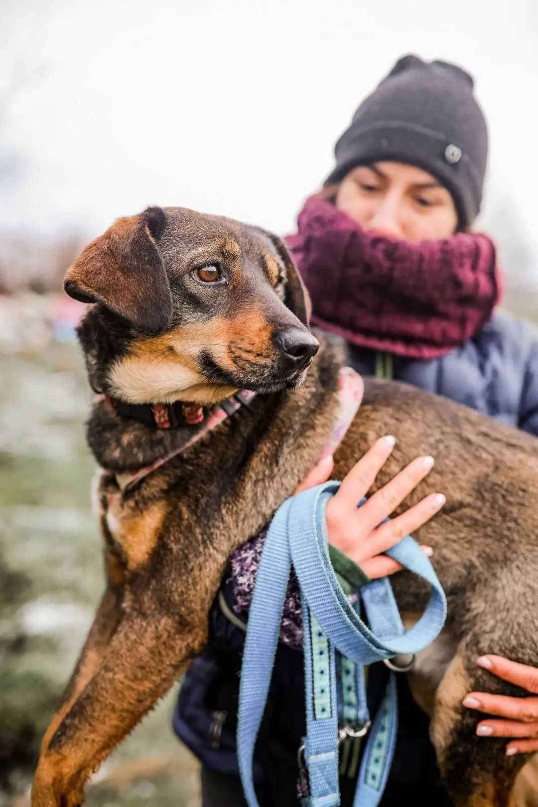Psi skarb odebrany z meliny szuka kochającego domku.