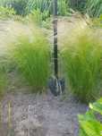 Trawa Stipa  xxl