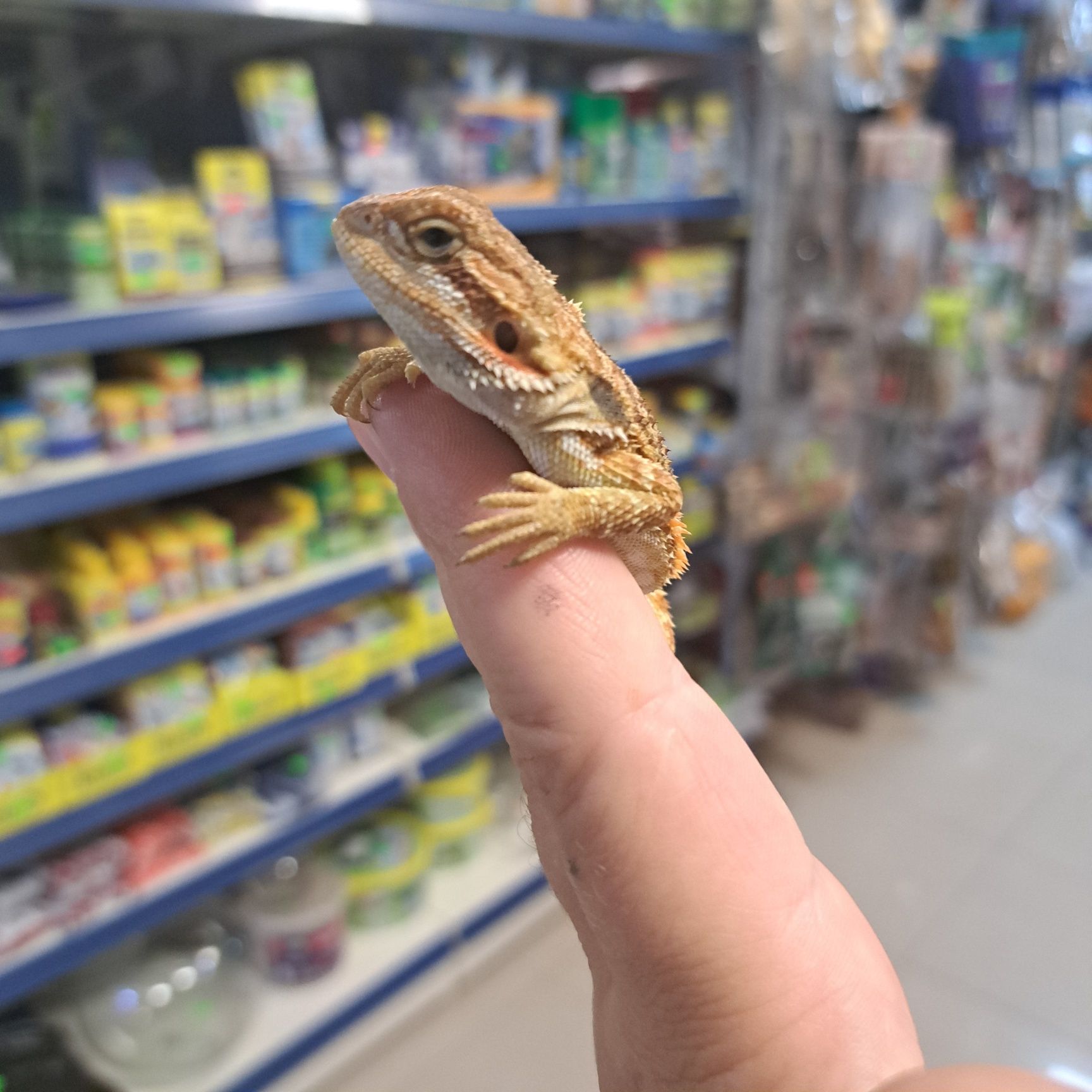 Cudowna agama brodata w pawik.pl sklep zoologiczny Rzeszów