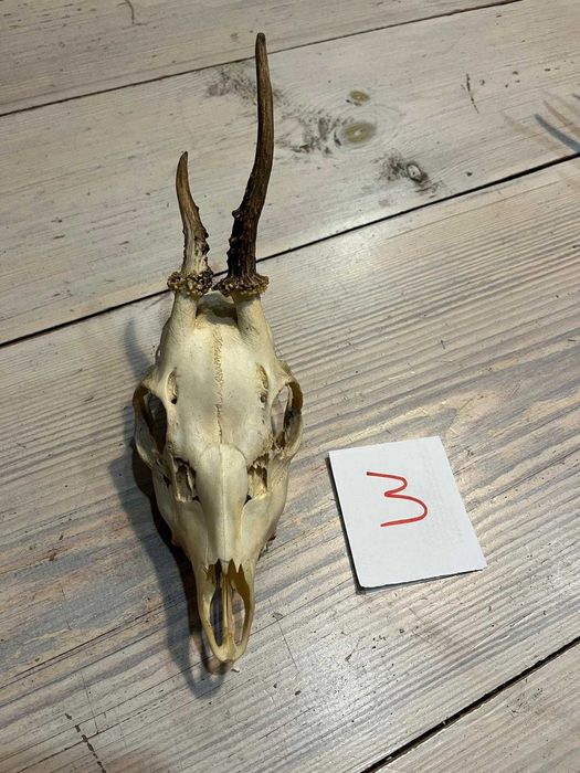 Parostki kozła koziołek, poroże #3