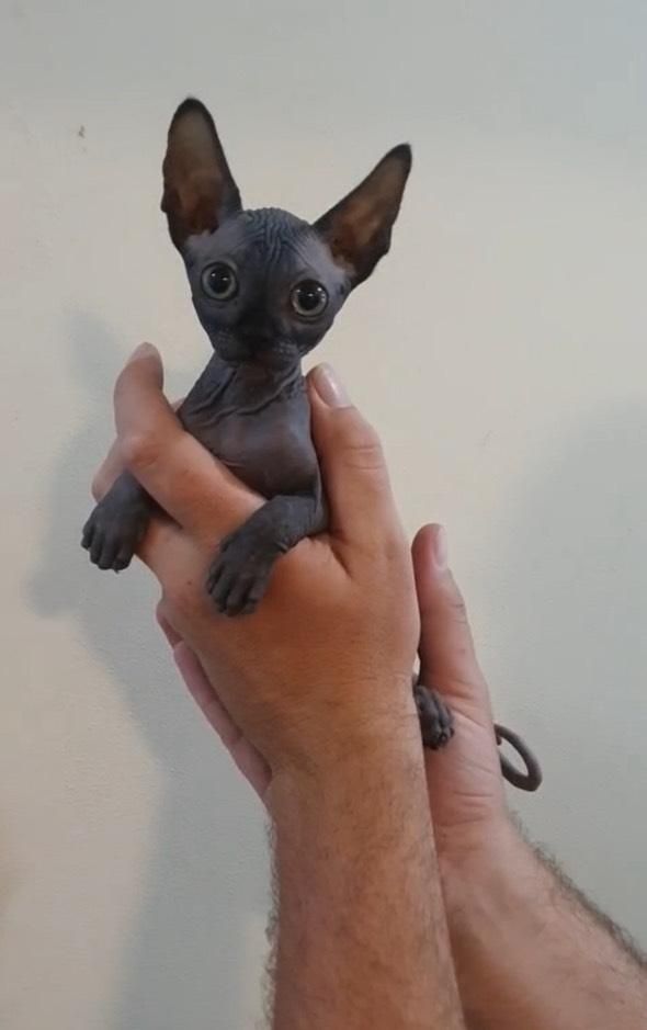 Sphynx Blue - Menino