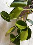 Philodendron Brasil