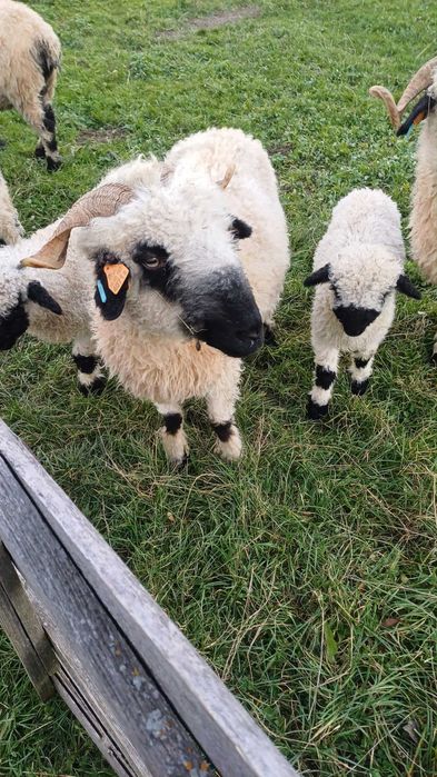 Sprzedam owce z barankiem