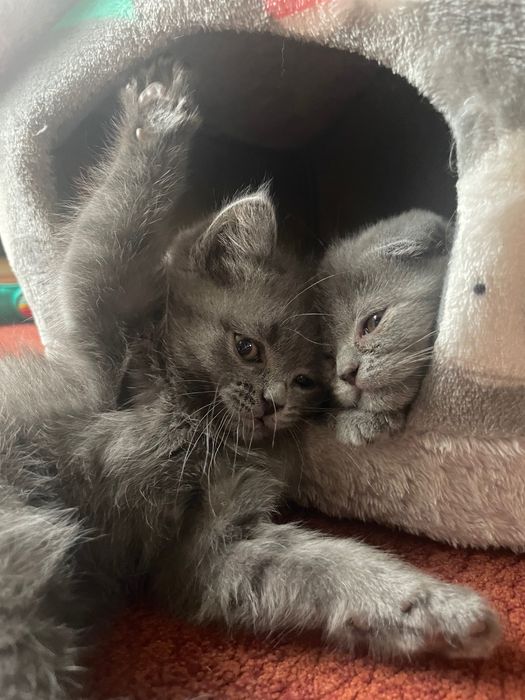 Британці 2 місячні