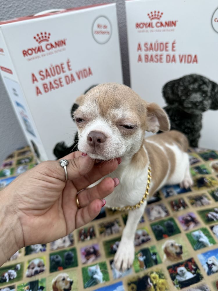 Lindissimo Menino Chihuahua “Alemão”