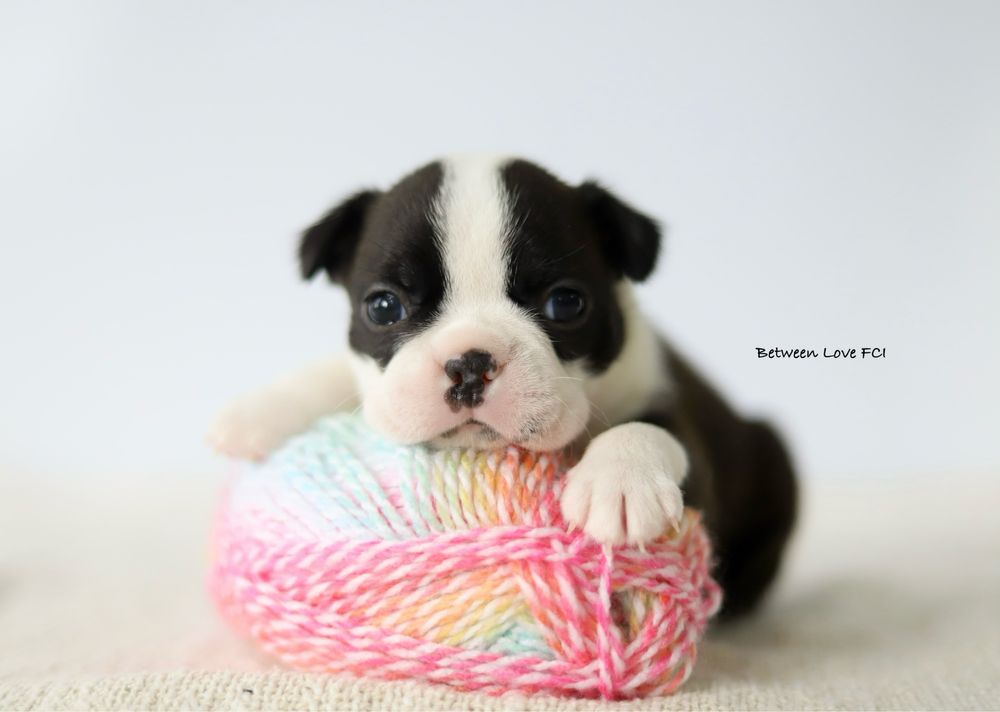 Boston terrier suczka dziewczynka