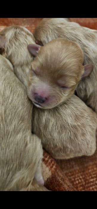 Do rezerwacji Maltipoo Pudel Toy Maltanczyl badania