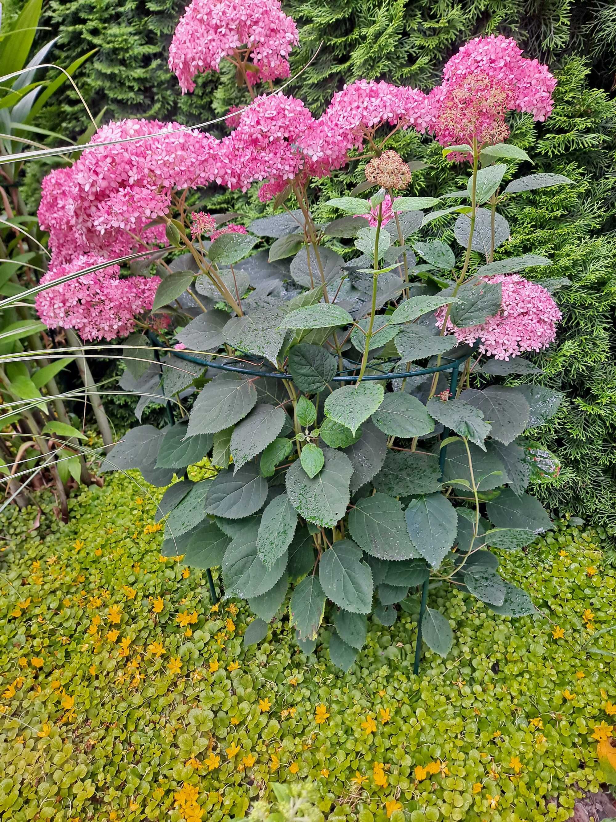 Podpory obręcze do kwiatów hortensji traw ozdobnych