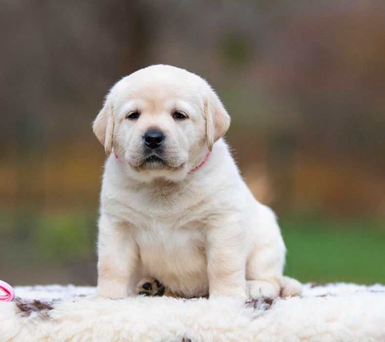 Розплідник пропонує яскраву, породну дівчинку