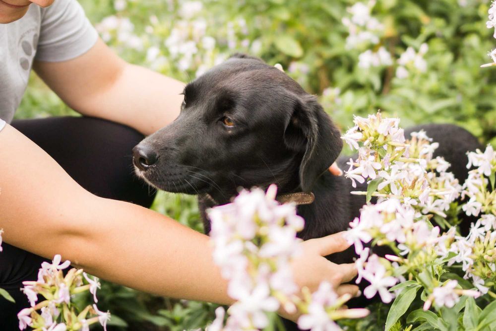 Roczna Ejwa szuka domu!