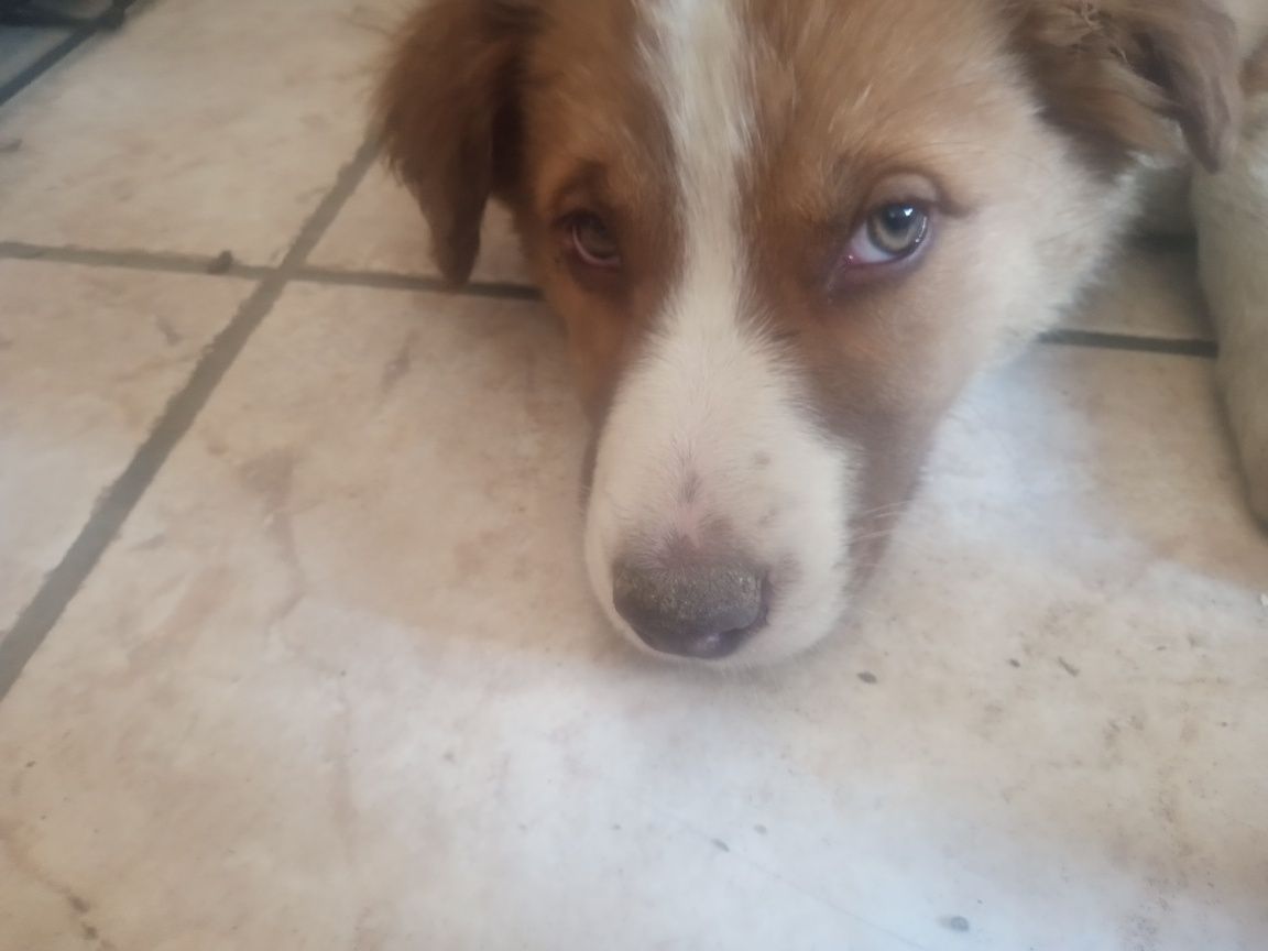 Suczka border collie