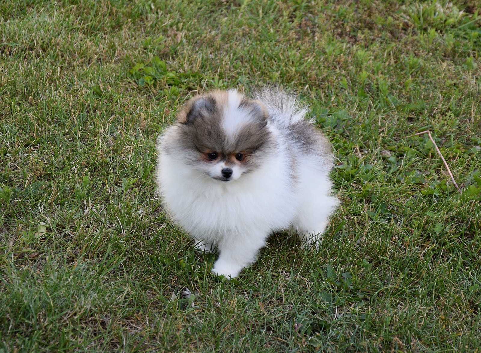 Nefryt - puchaty piesek Pomeranian parti color
