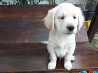 Golden Retriever z Rodowodem