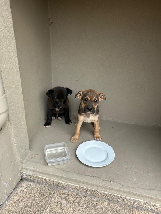 Cães Bebé para adoção