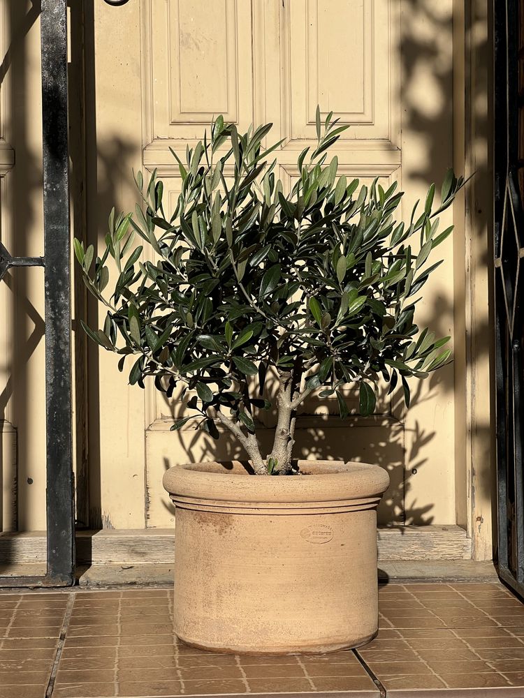 Оливкове дерево bonsai у теракотовому горщику