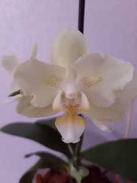Продам із своєї колекції орхідею метелика Мульті Лимон,