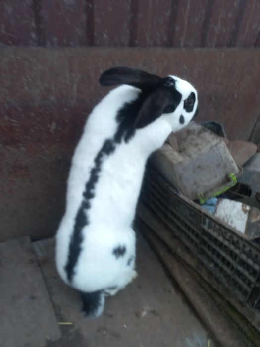 Молоді самки, породи строкач