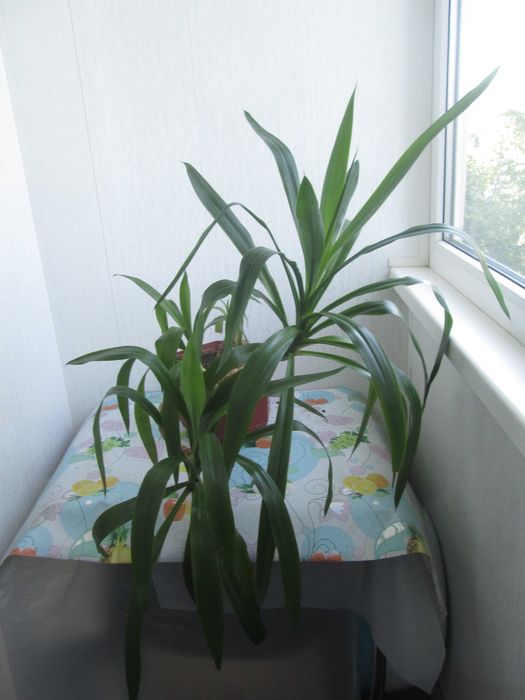 Юкка комнатная пальма(драцена)