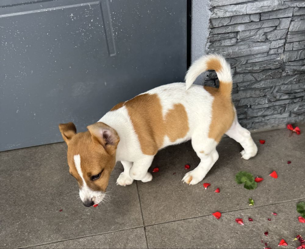 Jack russell terrier piesek