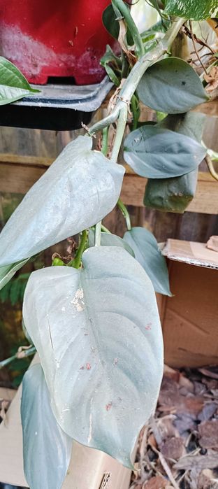 Kwiaty domowe doniczkowe