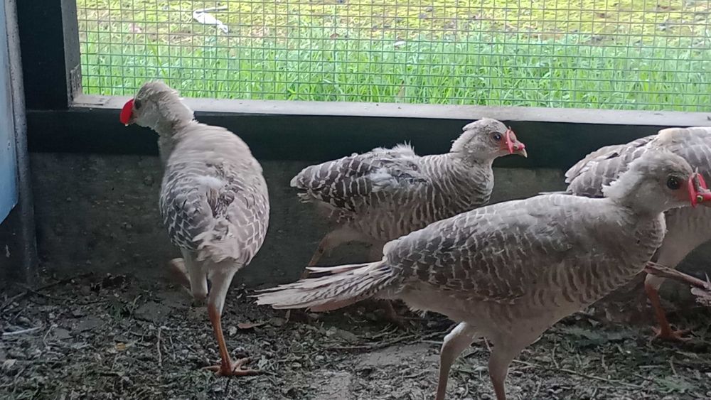 Sprzedam piękne bażanty