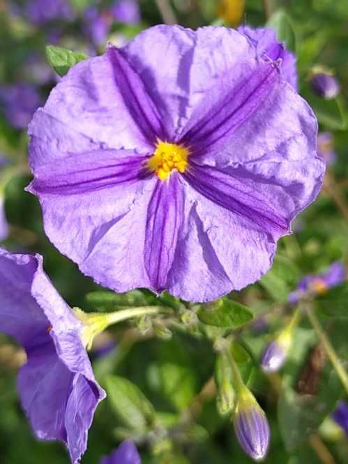 «Картопляне дерево» (Паслін Рантоннеті, Паслін горечавковидний)