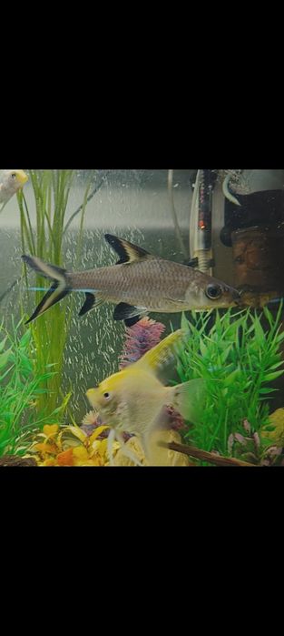 Zamienię na inne rybki