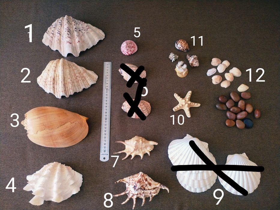 Ракушки ,раковины , морські мушлі