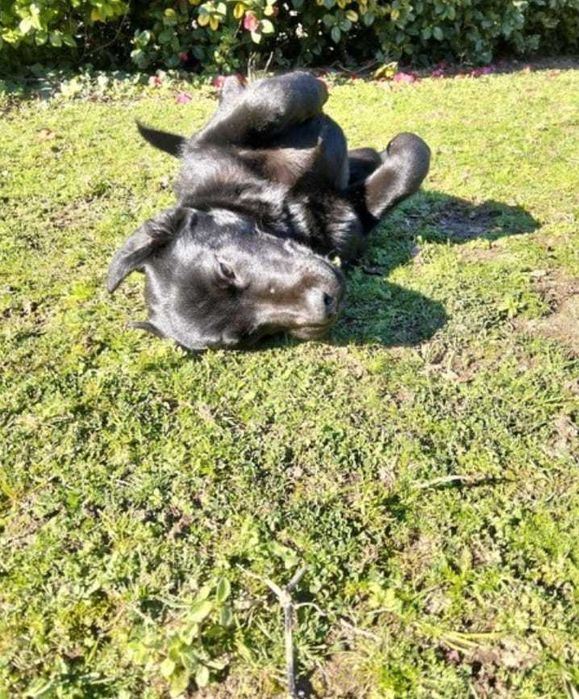 Cadela para adoção consciente