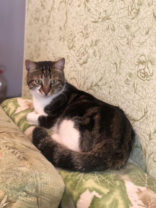 Котик Бусік 2 р. кастрований.