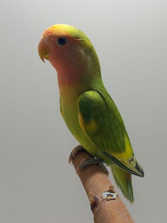 Papugi nierozłączki