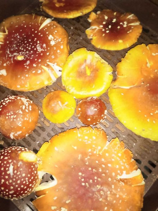 гриб Ежовик желтый