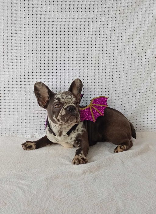 Bulldogue francês fêmea merle