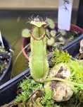 nepenthes hamata - wistuba - dzbanecznik - rośliny owadożerne