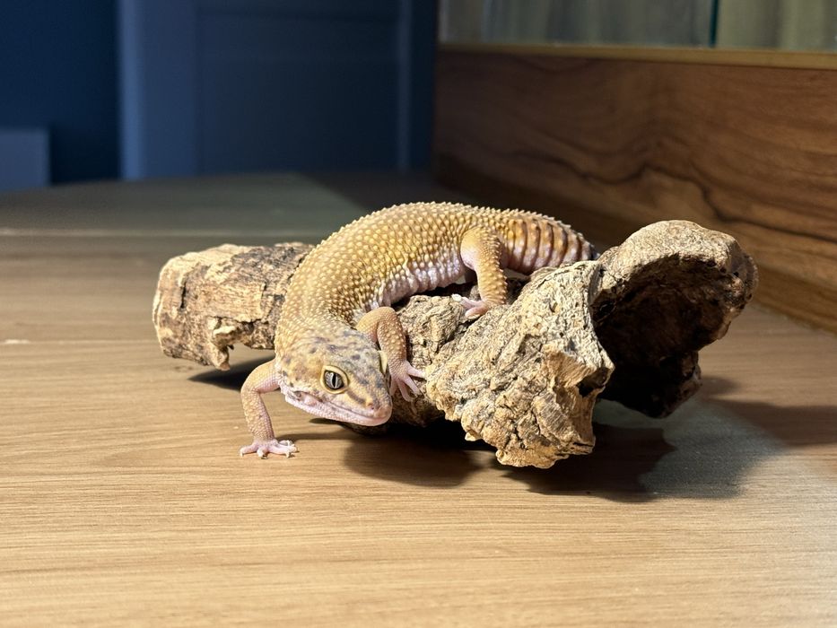 Gekon lamparci samiczka 1,5 roku