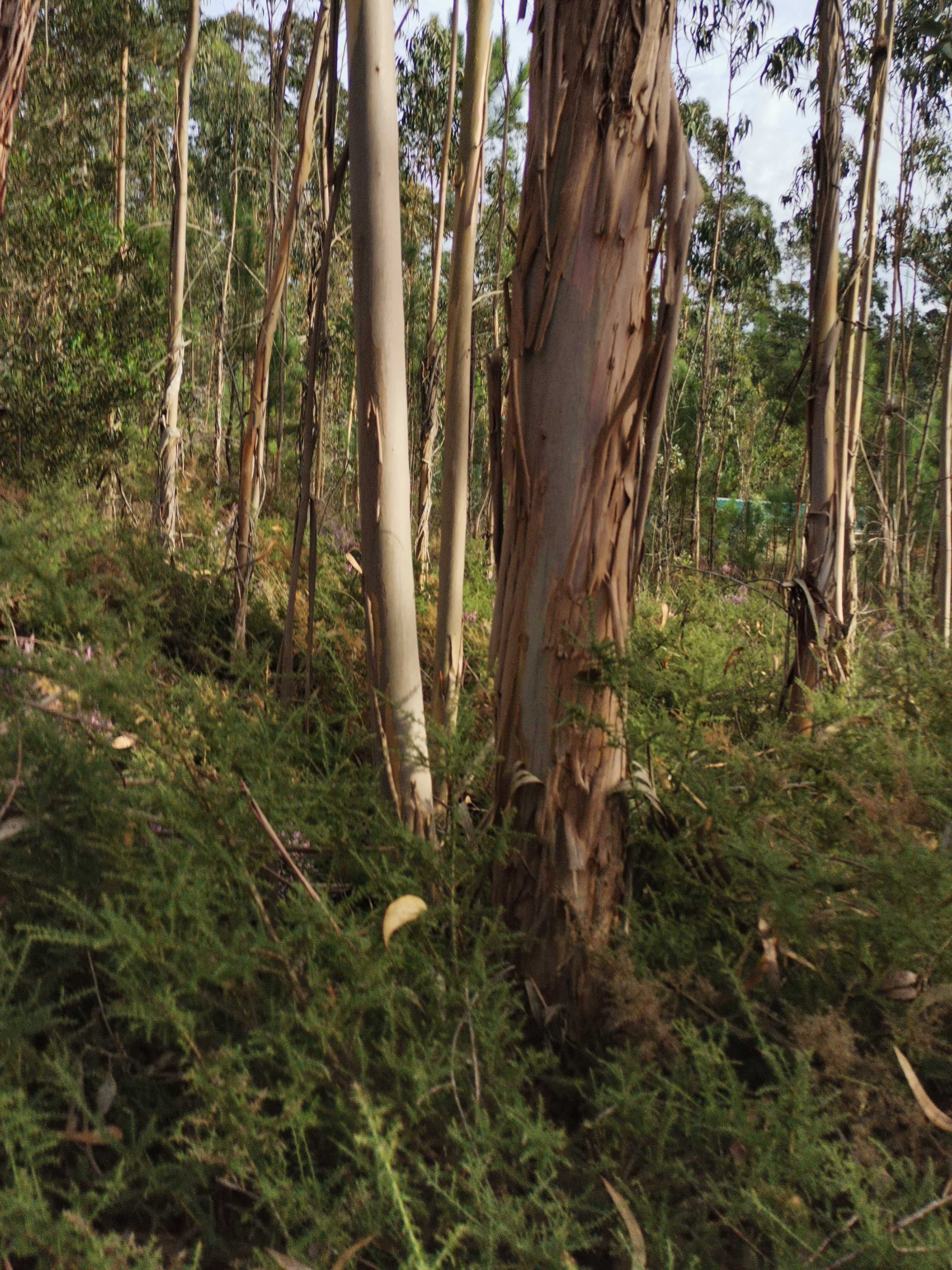 Terreno em área urbana