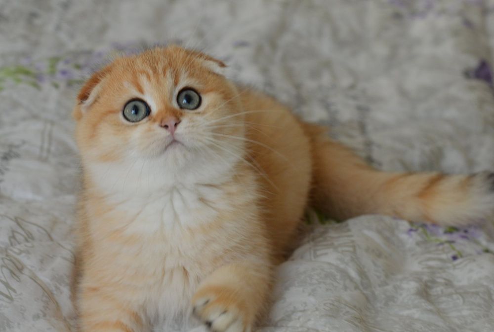 Золота шиншила ,шотландський  хлопчик!