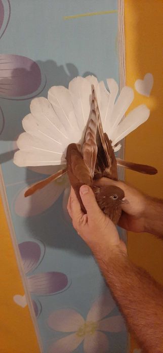 Piękne czerwone Orliki polskie