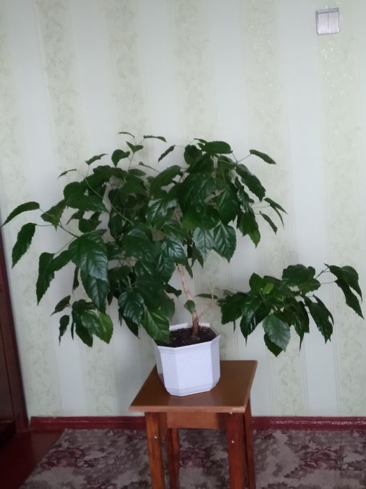 Великий гарний вазон,, китайська роза''.