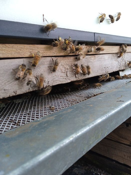 EKO Miód bez Hemii Warszawa