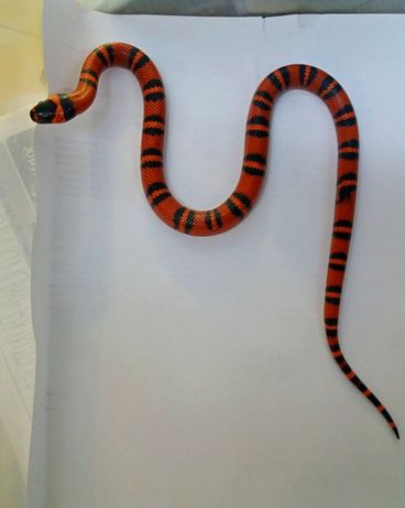 Гондурасская молочная змея гипомеланист Королевская