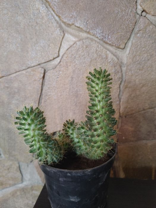 Кактусы комнатные цветы