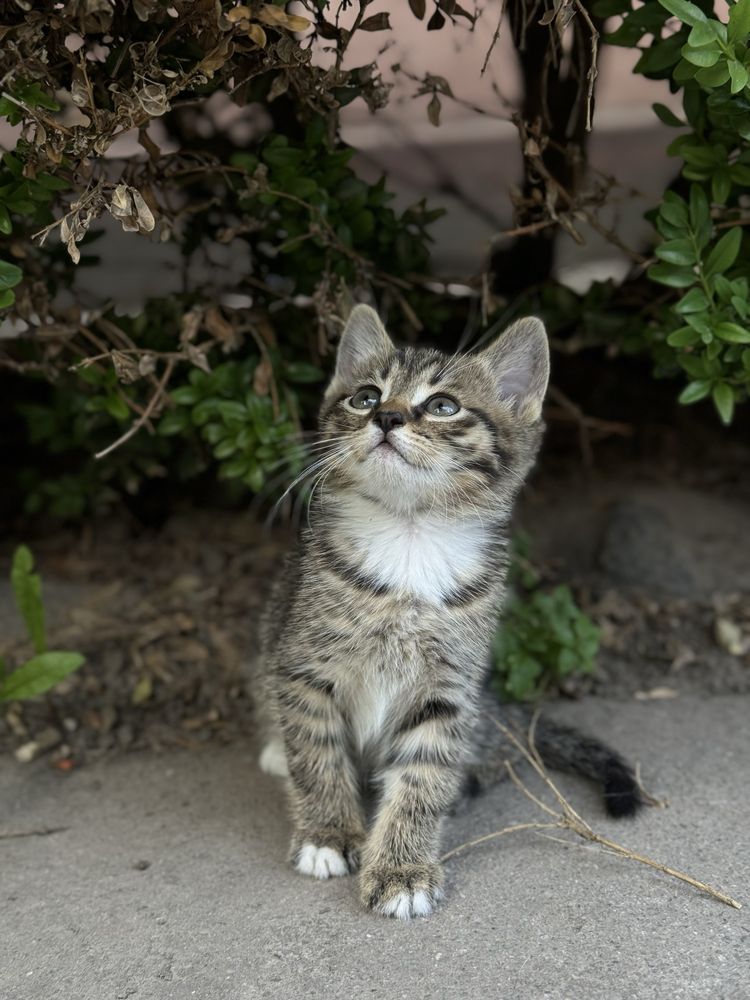 Віддам кошенят 1,5 місяці