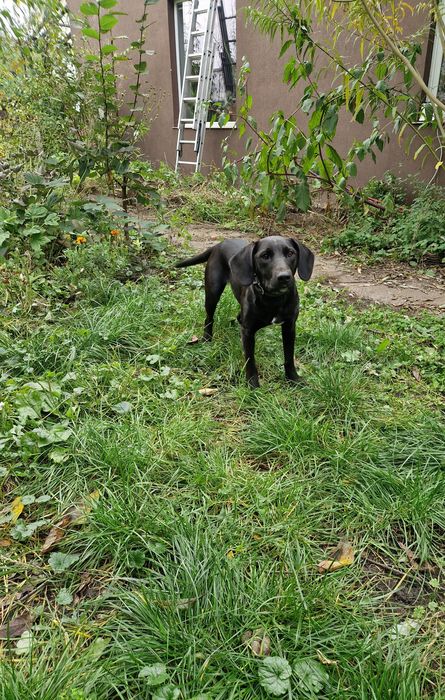 Strzałka po posokowcu z domu prywatnego.