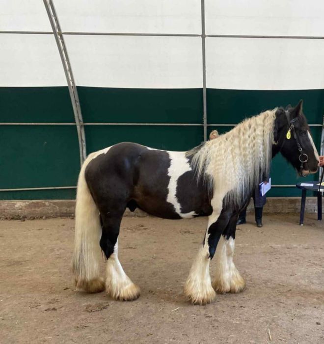 Ogier tinker stanówka