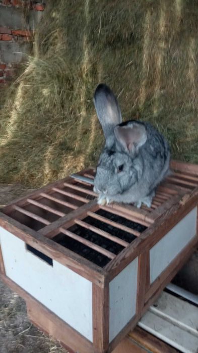 Królik Samiec Rasy Belg