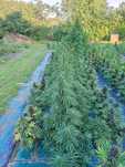 25 g Victory CBD CBD-V Auto susz konopi

Na sprzedaż aromantyczny susz