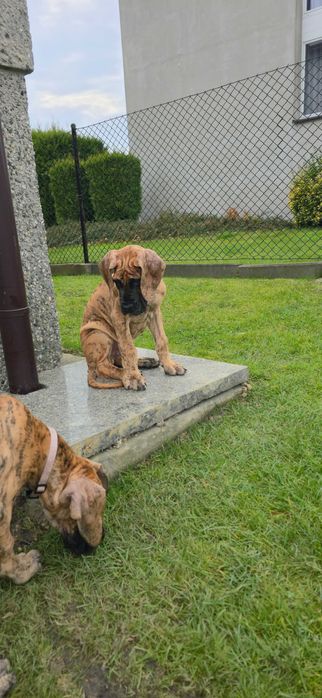 Dog Niemiecki szczenię FCI