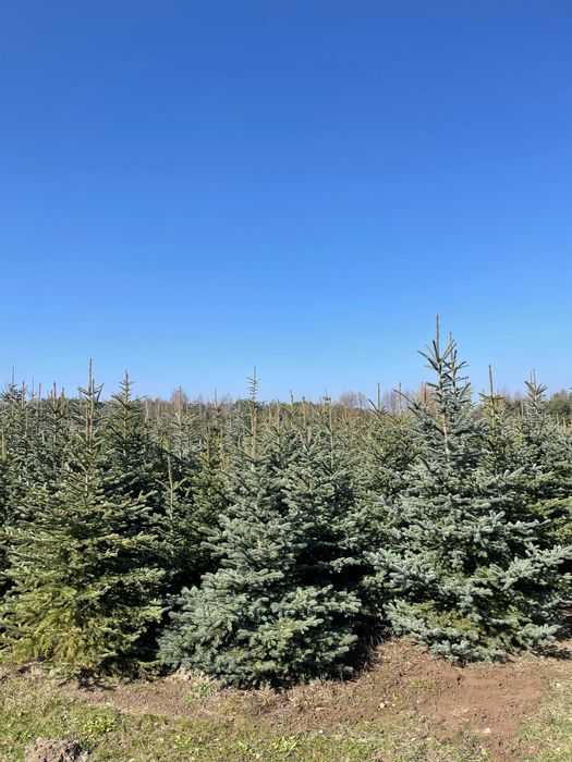 Tuja Szmaragd 220cm PRODUCENT!!! WYSOKIE tuje szmaragd i brabant